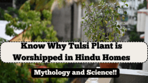 Why Tulsi Plant is Worshipped in Hindu Homes – Mythology and Science