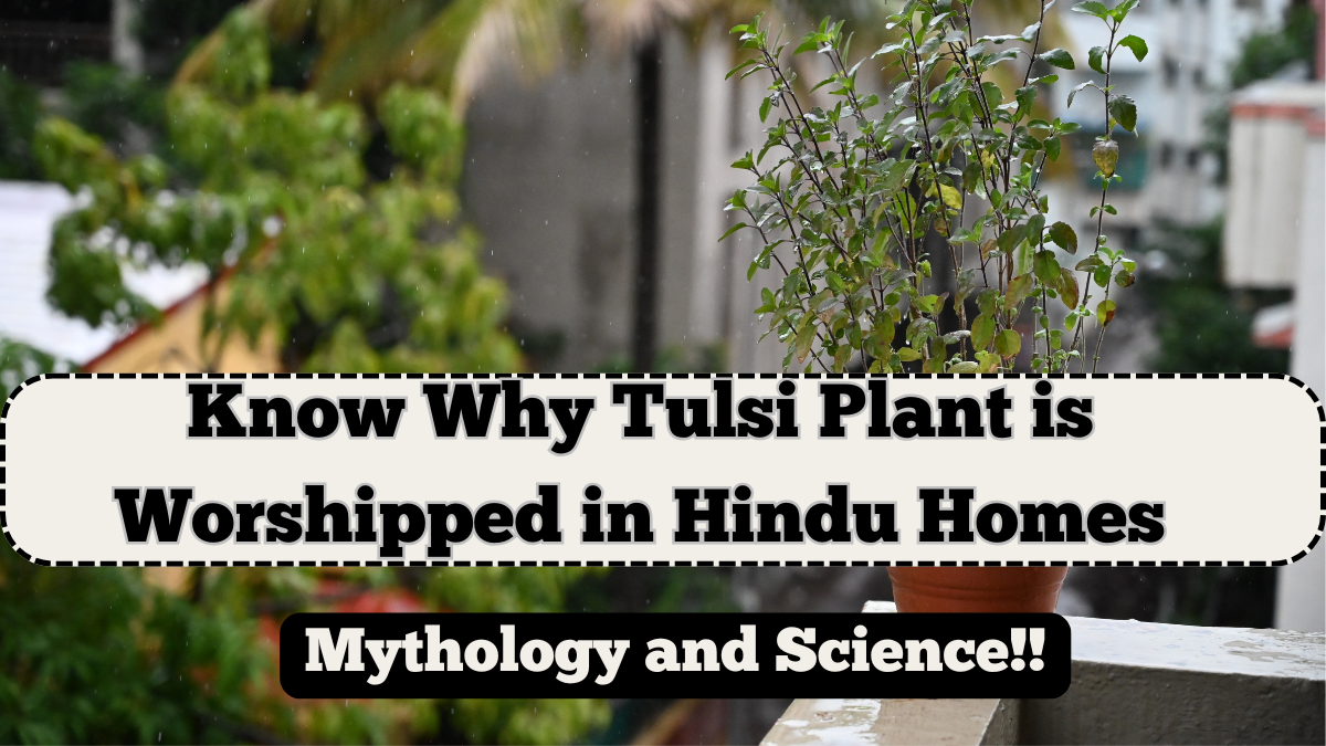 Why Tulsi Plant is Worshipped in Hindu Homes – Mythology and Science